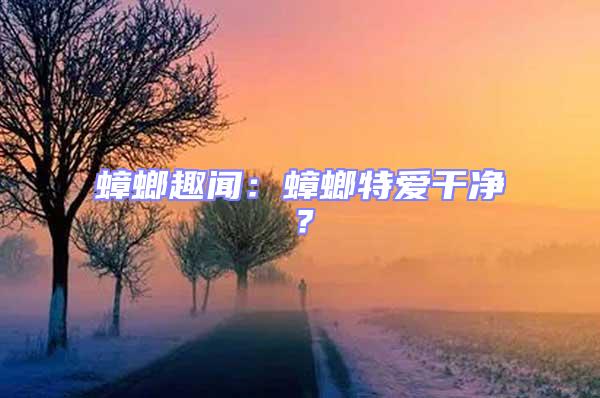 蟑螂趣聞：蟑螂特愛干凈？