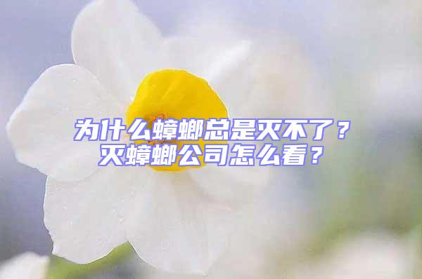為什么蟑螂總是滅不了？滅蟑螂公司怎么看？