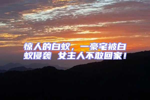 驚人的白蟻，一豪宅被白蟻侵襲 女主人不敢回家！