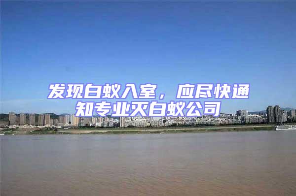 發現白蟻入室，應盡快通知專業滅白蟻公司