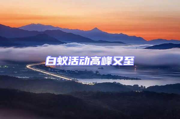 白蟻活動高峰又至