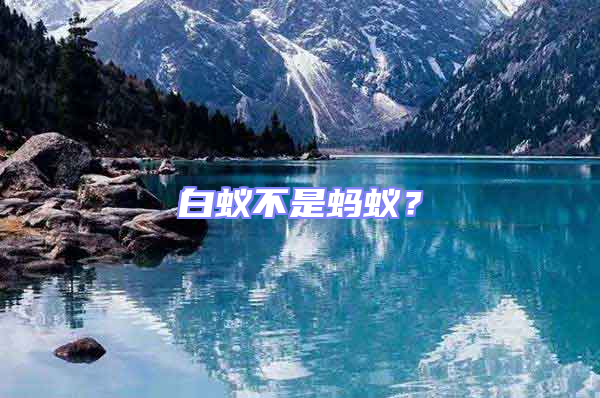 白蟻不是螞蟻？
