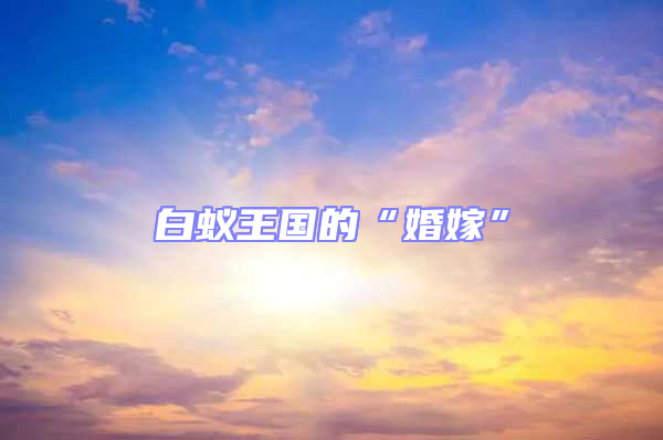 白蟻王國的“婚嫁”