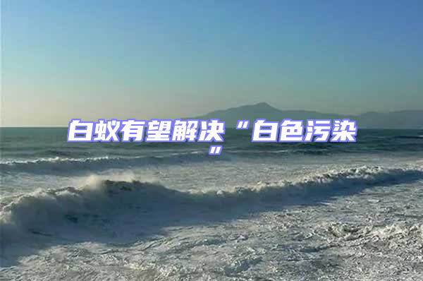 白蟻有望解決“白色污染”