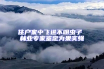 住戶家中飛進(jìn)不明蟲子 林業(yè)專家鑒定為果實(shí)蠅