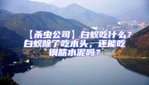【殺蟲公司】白蟻吃什么？白蟻除了吃木頭，還能吃鋼筋水泥嗎？