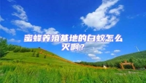 蜜蜂養(yǎng)殖基地的白蟻怎么滅啊？