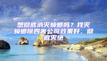 想徹底消滅蟑螂嗎？找滅蟑螂除四害公司效果好、徹底滅絕