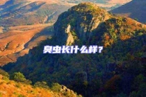 臭蟲長什么樣？