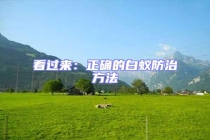 看過來：正確的白蟻防治方法