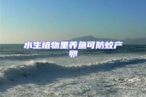 水生植物里養(yǎng)魚(yú)可防蚊產(chǎn)卵
