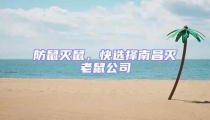 防鼠滅鼠，快選擇南昌滅老鼠公司
