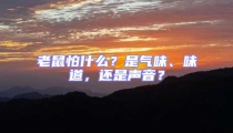 老鼠怕什么？是氣味、味道，還是聲音？