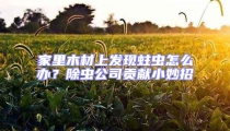 家里木材上發(fā)現(xiàn)蛀蟲(chóng)怎么辦？除蟲(chóng)公司貢獻(xiàn)小妙招