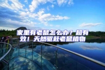 家里有老鼠怎么辦？超有效！天然驅趕老鼠植物