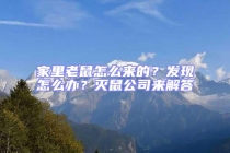 家里老鼠怎么來的？發現怎么辦？滅鼠公司來解答