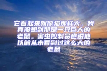 它看起來就像貓那樣大，我真沒想到那是一只巨大的老鼠。害蟲控制員也說他以前從未看到過這么大的老鼠