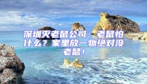 深圳滅老鼠公司：老鼠怕什么？家里放一物絕對沒老鼠！