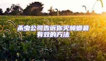 殺蟲公司告訴你滅蟑螂最有效的方法