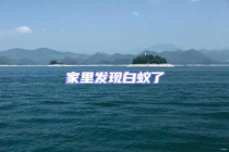 家里發(fā)現(xiàn)白蟻了