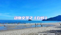 動物文學之《白蟻》