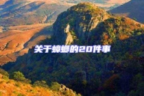 關于蟑螂的20件事