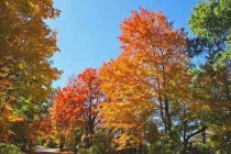 選擇粘鼠板廠家可以從哪些方面判斷？