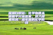 深圳白蟻站：化學物質從額腺中分泌出來，對入侵者形成一道牢固的化學防線