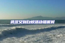 武漢又到白蟻活動猖獗時