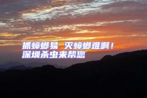 抓蟑螂易 滅蟑螂難啊！ 深圳殺蟲來幫您