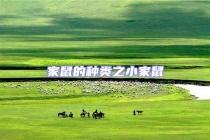 家鼠的種類之小家鼠