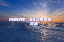 白蟻侵蝕，20公里堤壩“告急”