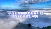 小區發現蟑螂怎么辦？趕緊找滅蟑螂公司啊
