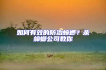 如何有效的防治蟑螂？殺蟑螂公司教你