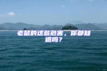 老鼠的這些危害，你都知道嗎？