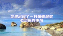 菜里出現了一只蟑螂是多么恐怖的事情