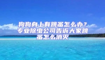 狗狗身上有跳蚤怎么辦？專業(yè)除蟲(chóng)公司告訴大家跳蚤怎么消滅
