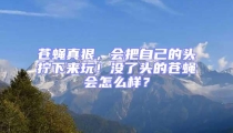 蒼蠅真狠，會(huì)把自己的頭擰下來(lái)玩！沒(méi)了頭的蒼蠅會(huì)怎么樣？