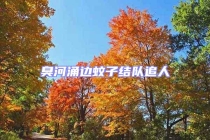 臭河涌邊蚊子結(jié)隊(duì)追人