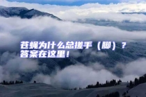 蒼蠅為什么總搓手（腳）？答案在這里！